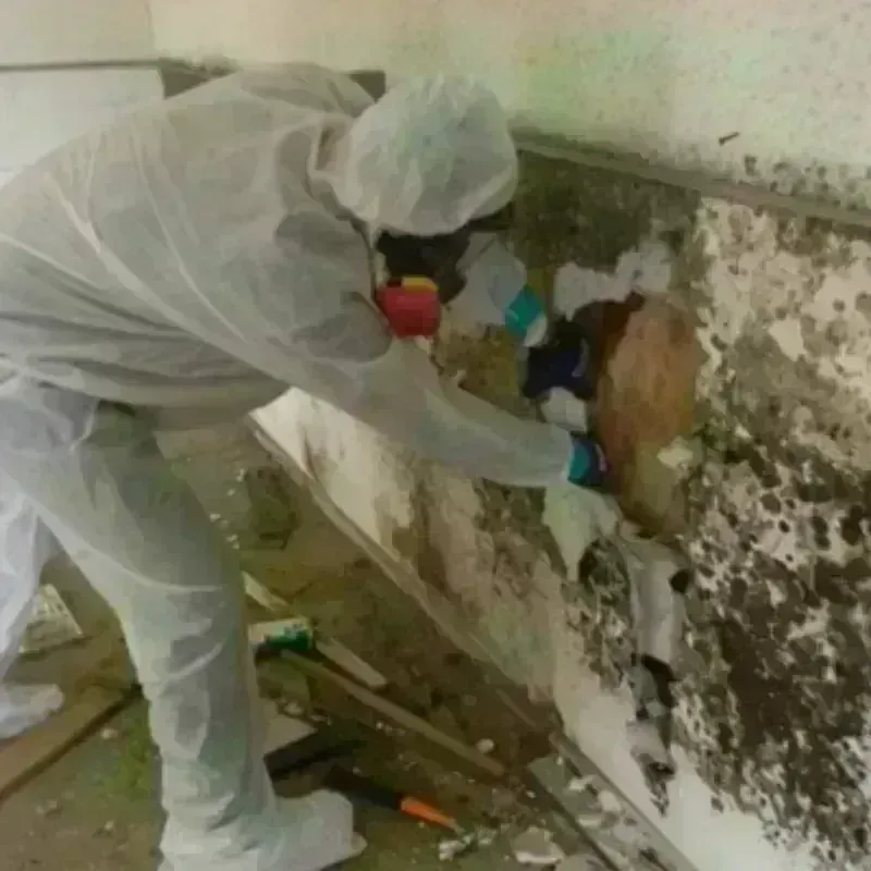 Mold Remediation and Removal in Ponder, TX